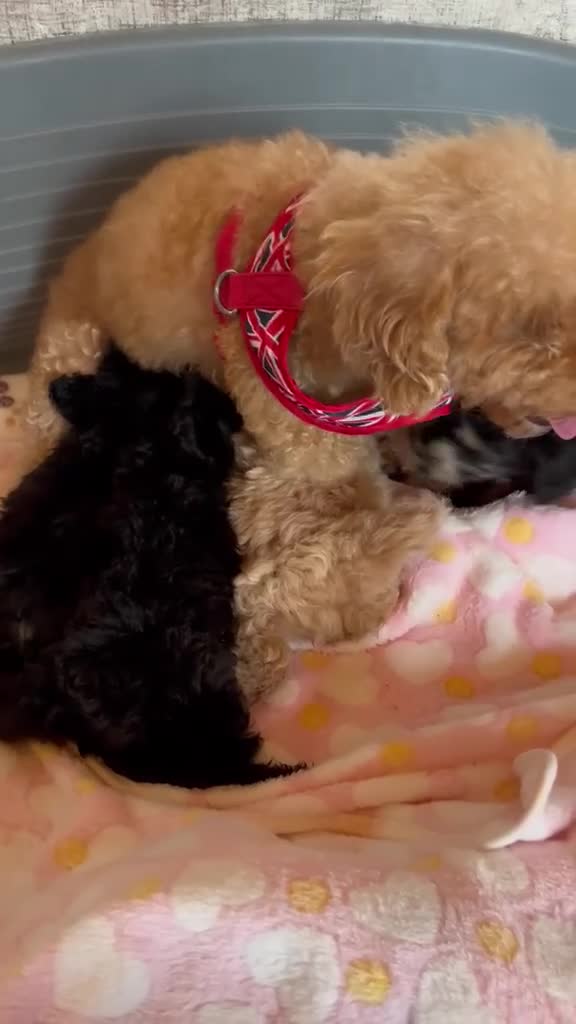 Toy Poodle dogs for sale: TOY POODLE GIRLS AND BOYS READ NOW  - Video 2