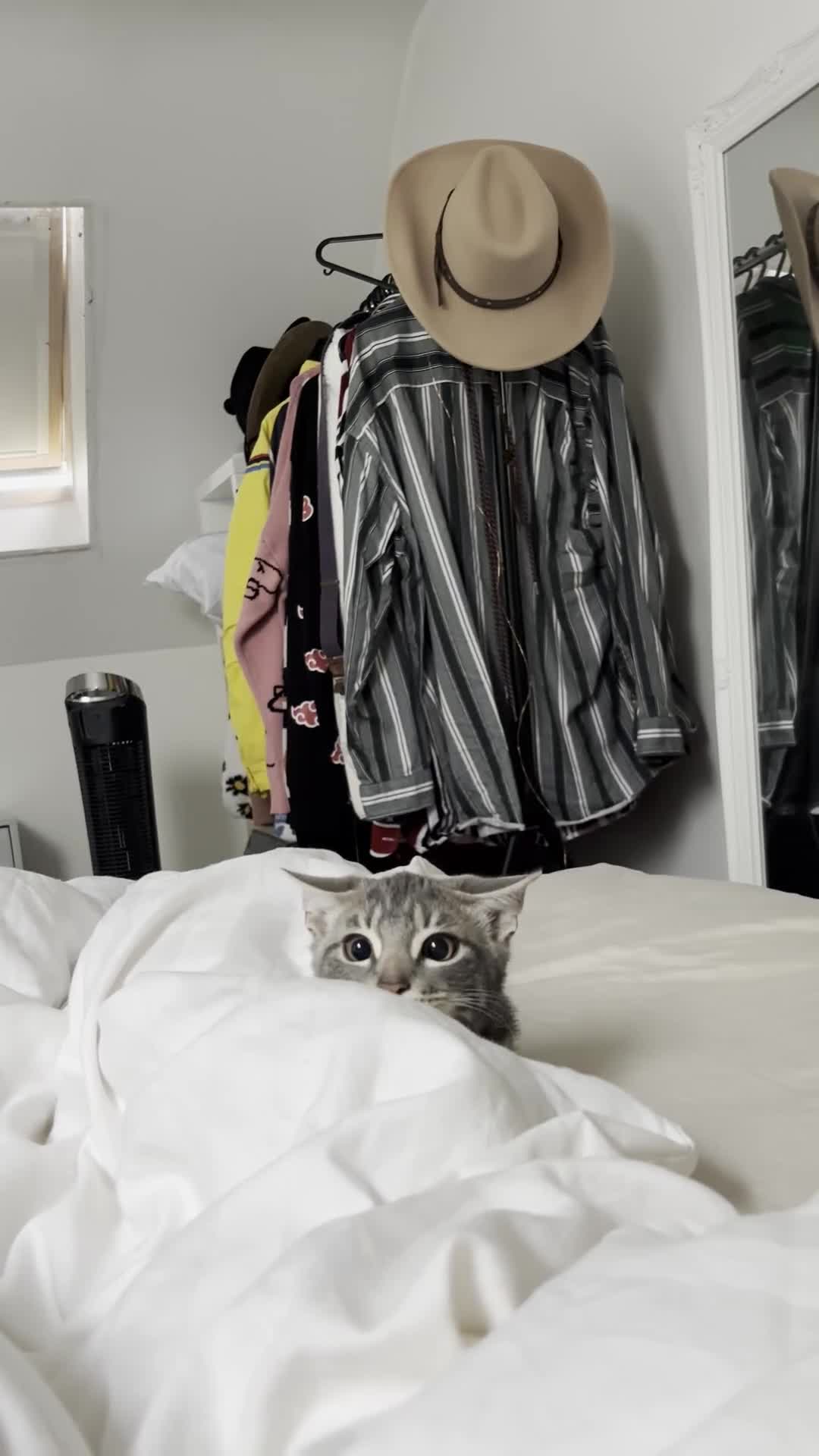 Mixed Breed cats for sale: Rehoming our 5 month old kitten, Melffy  - Video 1