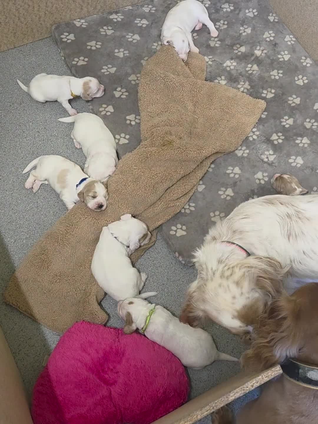 Cocker Spaniel dogs for sale: Cocker spaniels - Video 2
