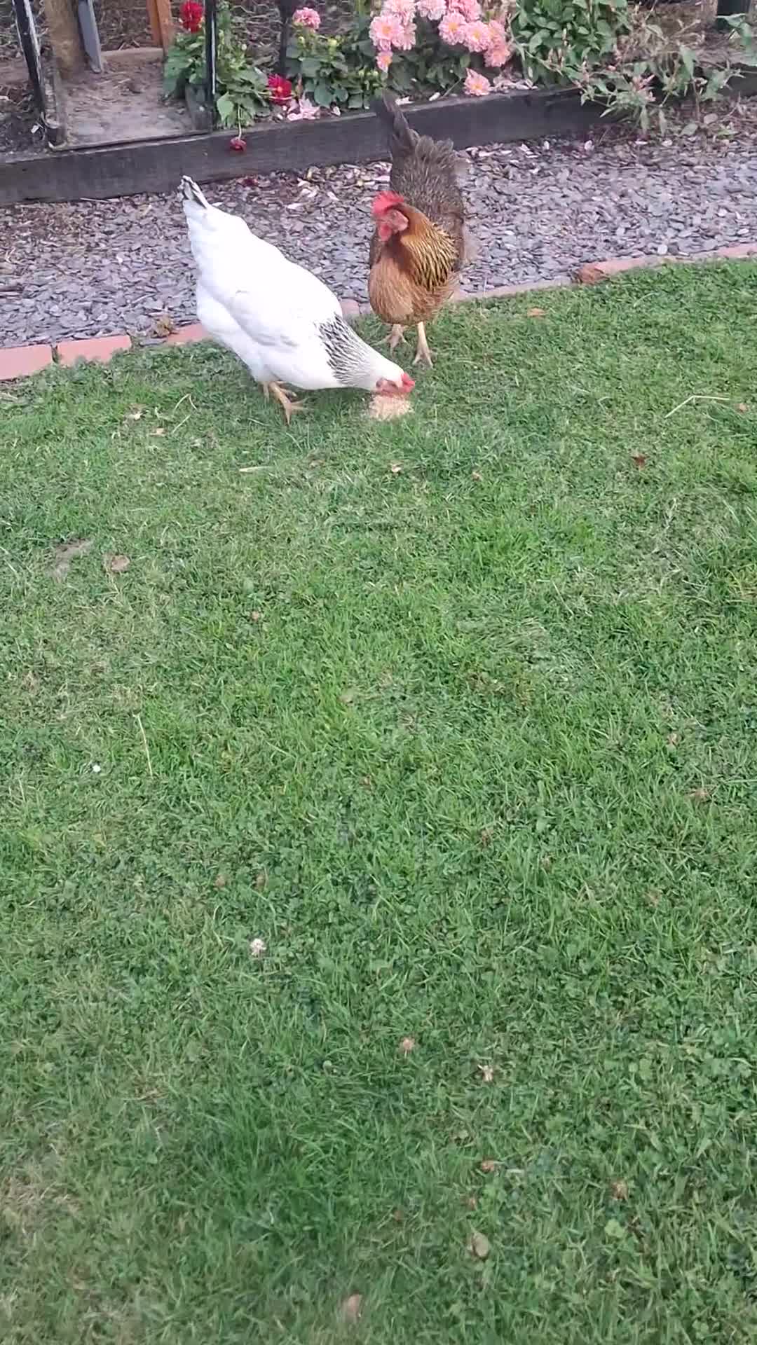 Chickens poultry for sale: Laying Hens 4 Sale  - Video 1