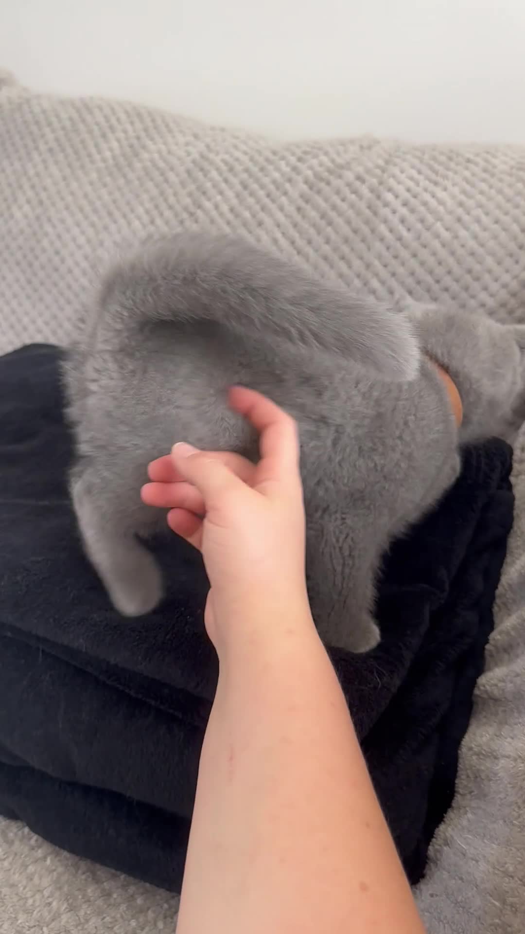 British Shorthair cats for sale: SALE!!   BSH Kitten SALE!! £650 - Video 3