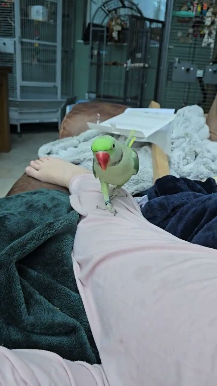 Parrots birds for sale: 3yr old Alexandrian Male Parrot  - Video 1