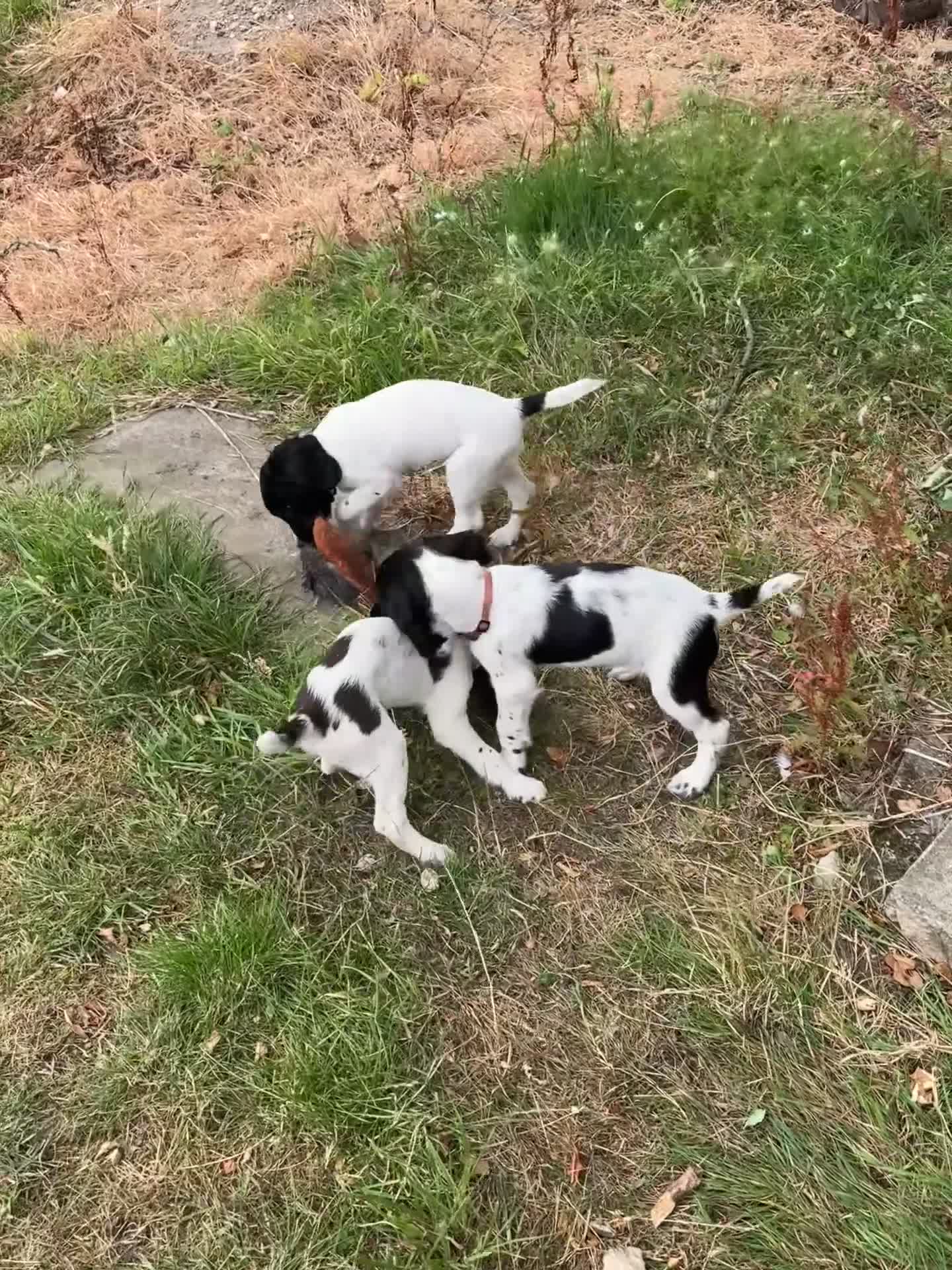 Sprocker dogs for sale: 3 Spaniel female puppies  in Mansfield - Video 4