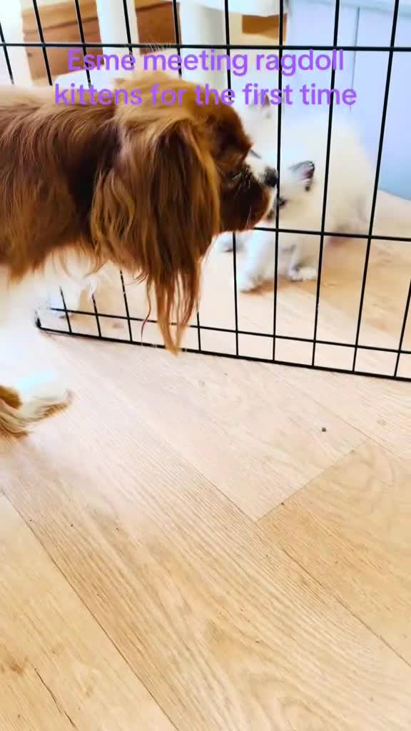 Ragdoll cats for sale: Pure breed GCCF Registered ragdolls - Video 2