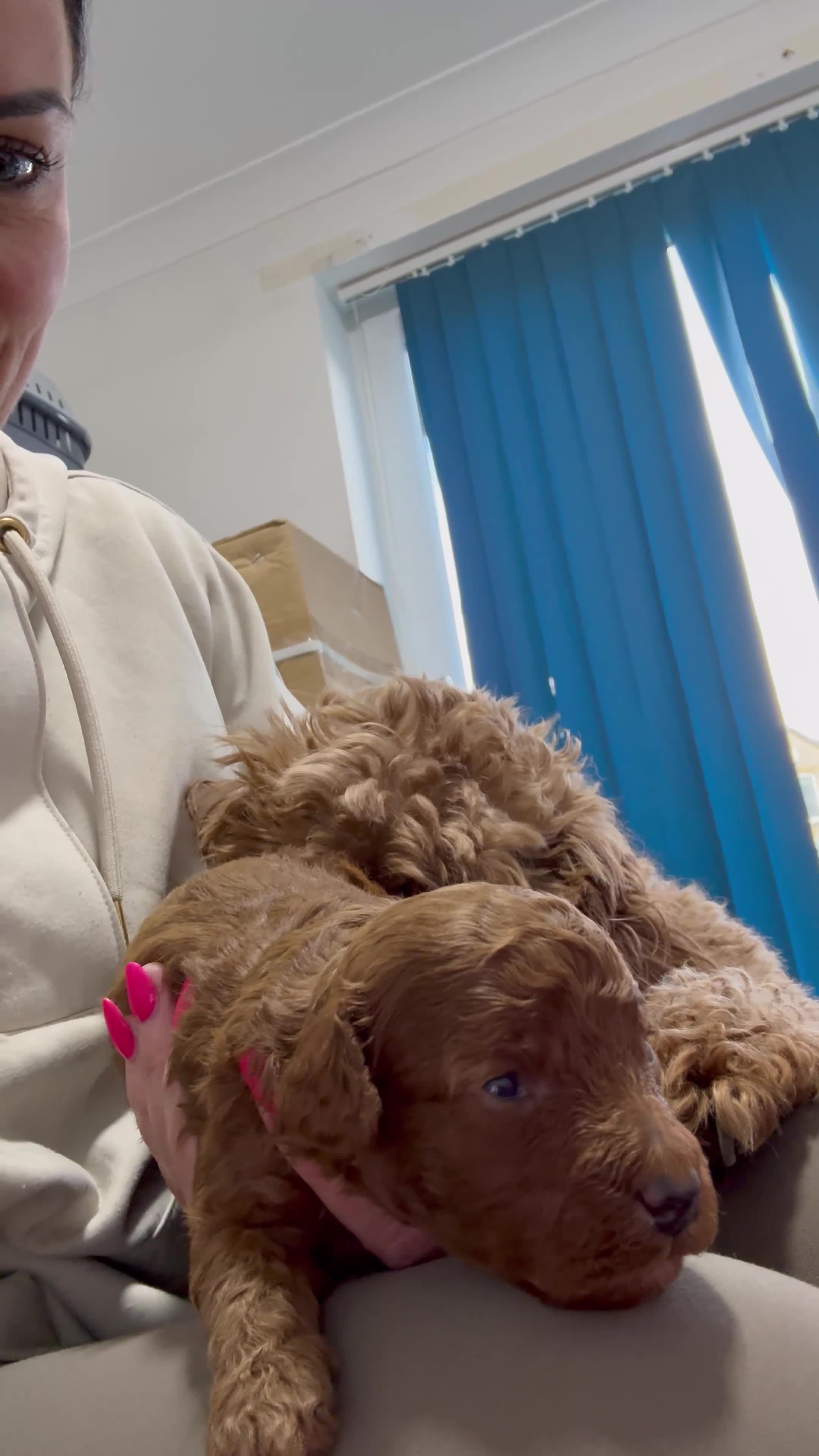 Cavapoo dogs for sale: Toy Cavapoo F1bb last two boys 💙💙 - Video 2