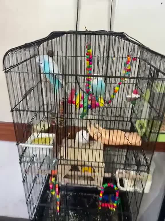 Budgerigars birds for sale: Two beautiful budgies  in Hull - Video 3