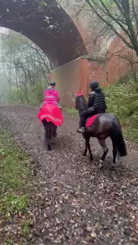 American Standardbred horses for sale: Happy hacker /ride and drive in Manchester - Video 1