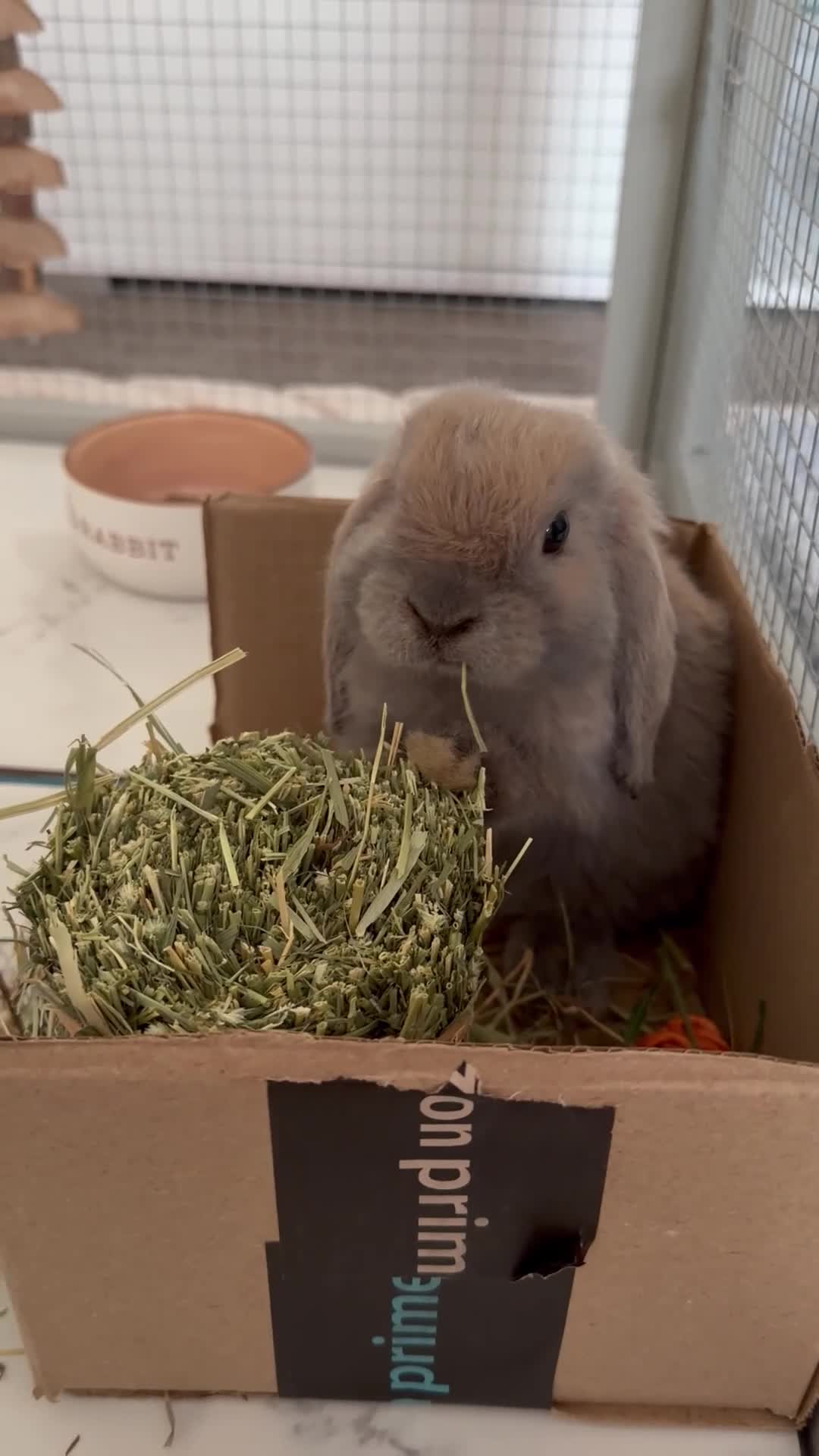 Mini Lop rabbits for sale: Mini lop  in Southampton - Video 3
