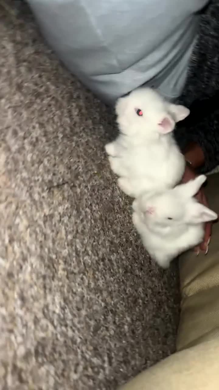 Lionhead rabbits for sale: lionhead bunnies - Video 1