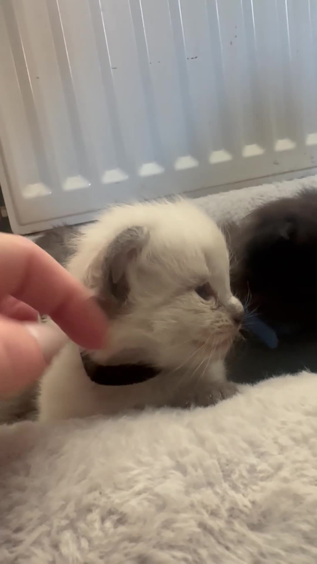 Siberian cats for sale: One male full Siberian kitten  - Video 5