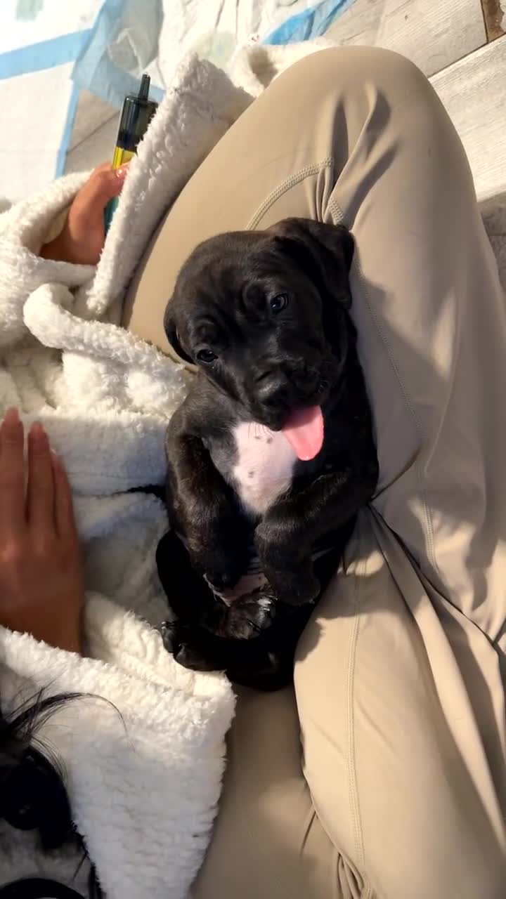 Mixed Breed dogs for sale: beautiful cane corso/ staff pups 7 left  - Video 4