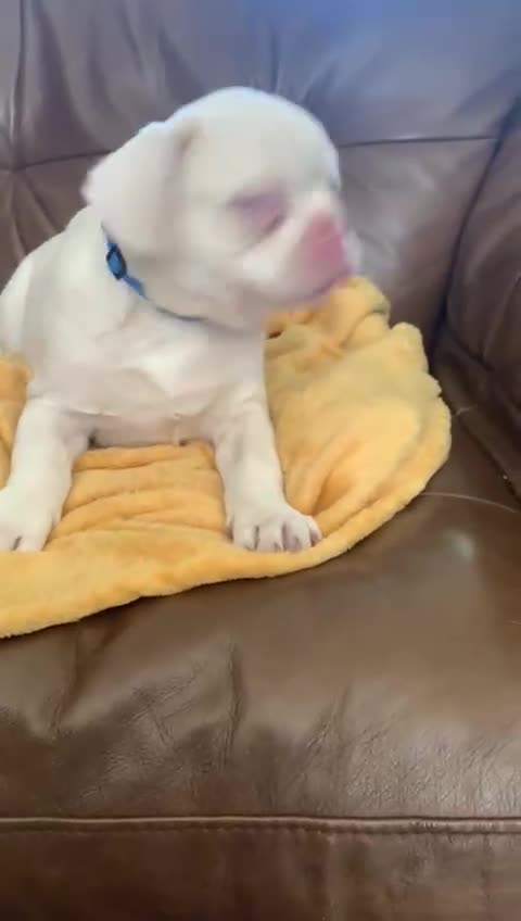 French Bulldog dogs for sale: Family Raised EA Pink English cross French Bulldog - Video 3