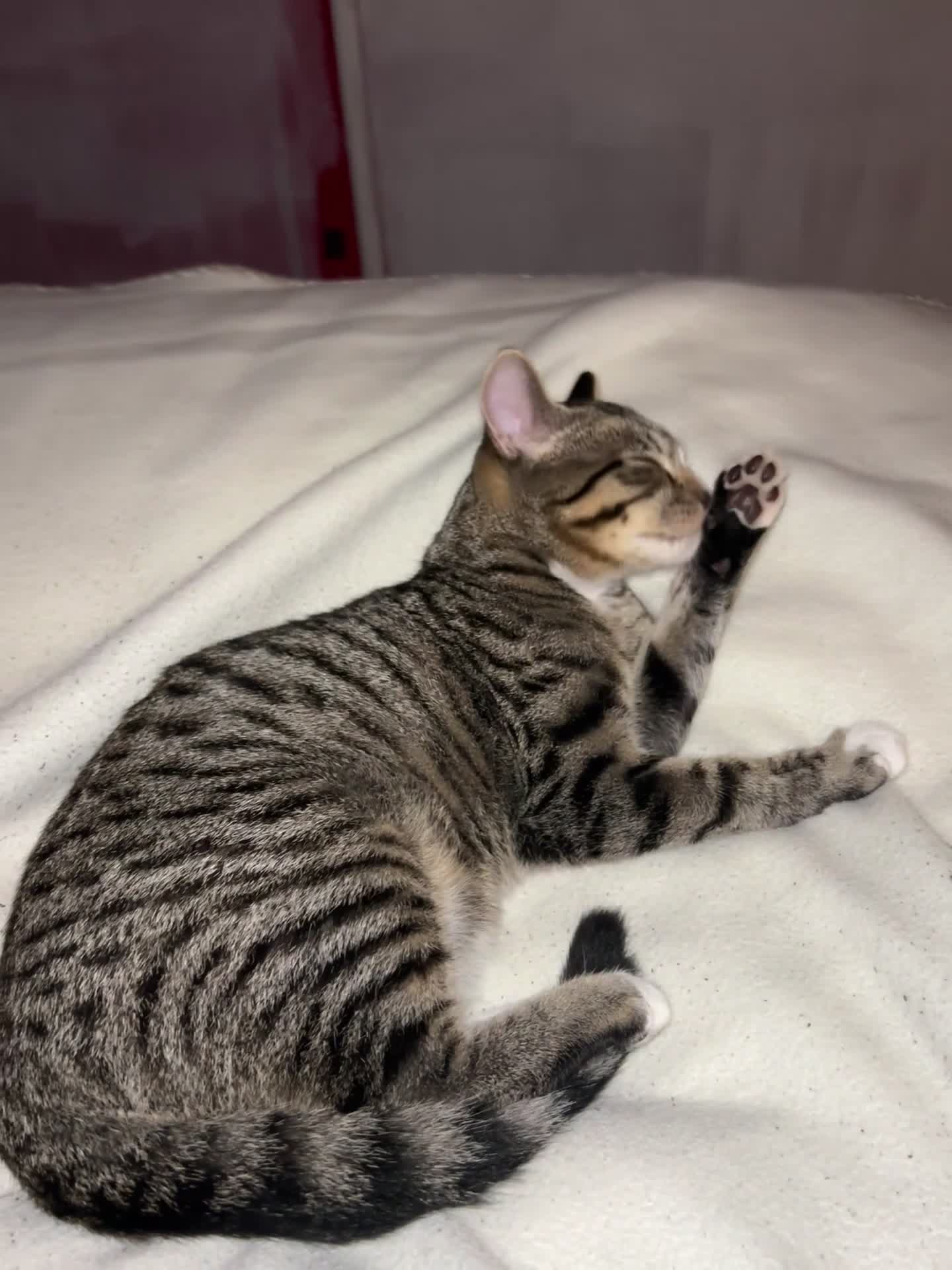 Mixed Breed cats for sale: Willow & Milo🩵 - Video 2
