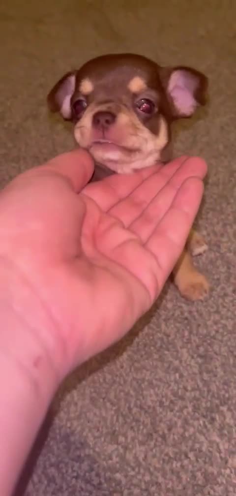 Chihuahua dogs for sale: Beautiful chihuahuas  - Video 1