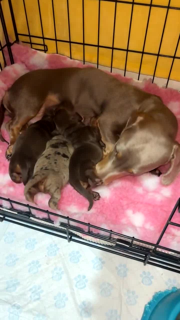 Miniature Dachshund dogs for sale: Miniature dachshund  - Video 4