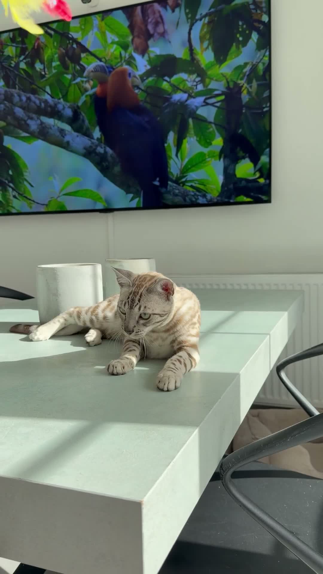 Bengal cats for sale: One boy left! Full Pedigree Snow TICA Bengals - Video 1