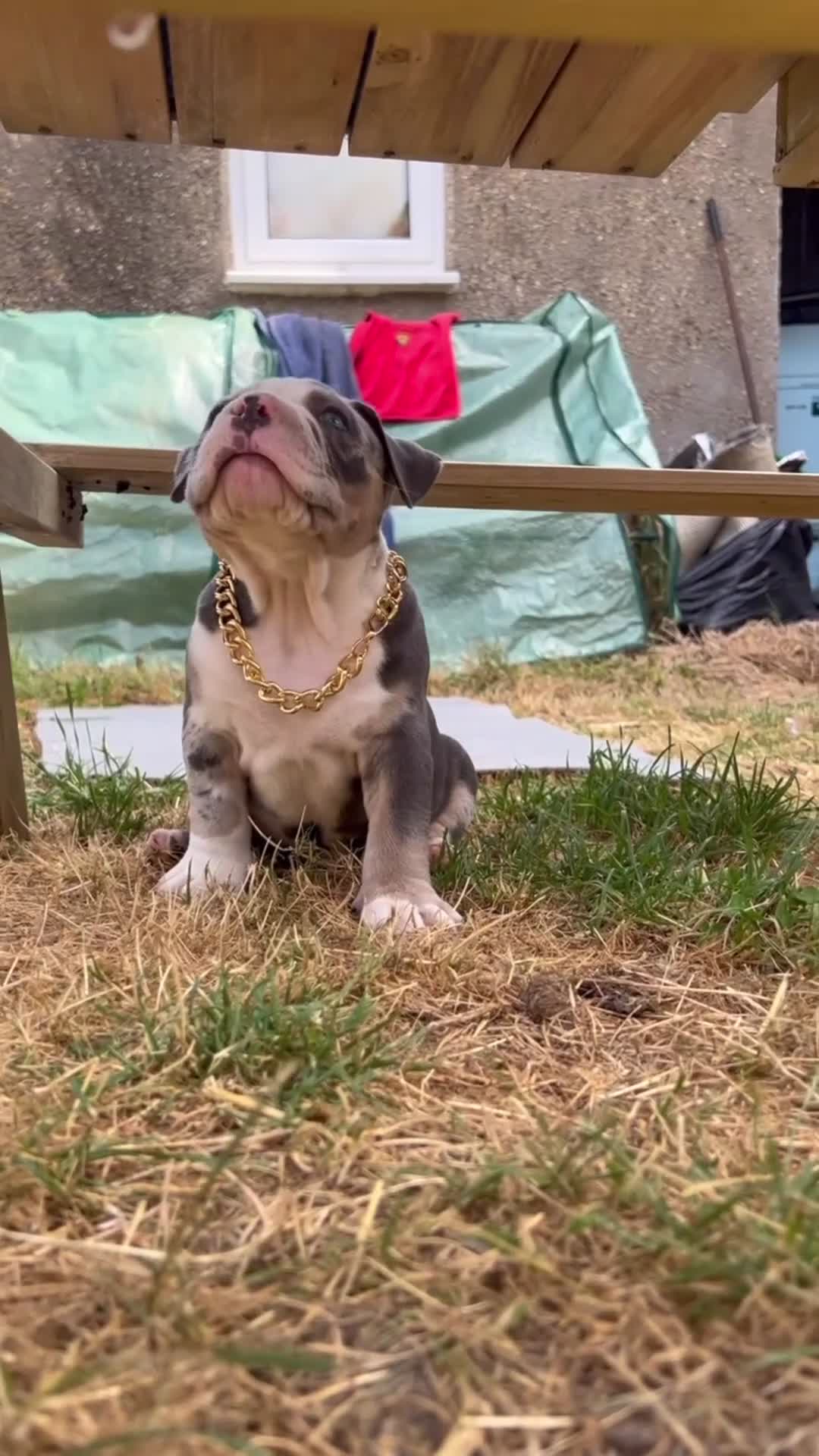 American Bully dogs for sale: Prizebullz x Clarkebullz pocket bullys  - Video 1