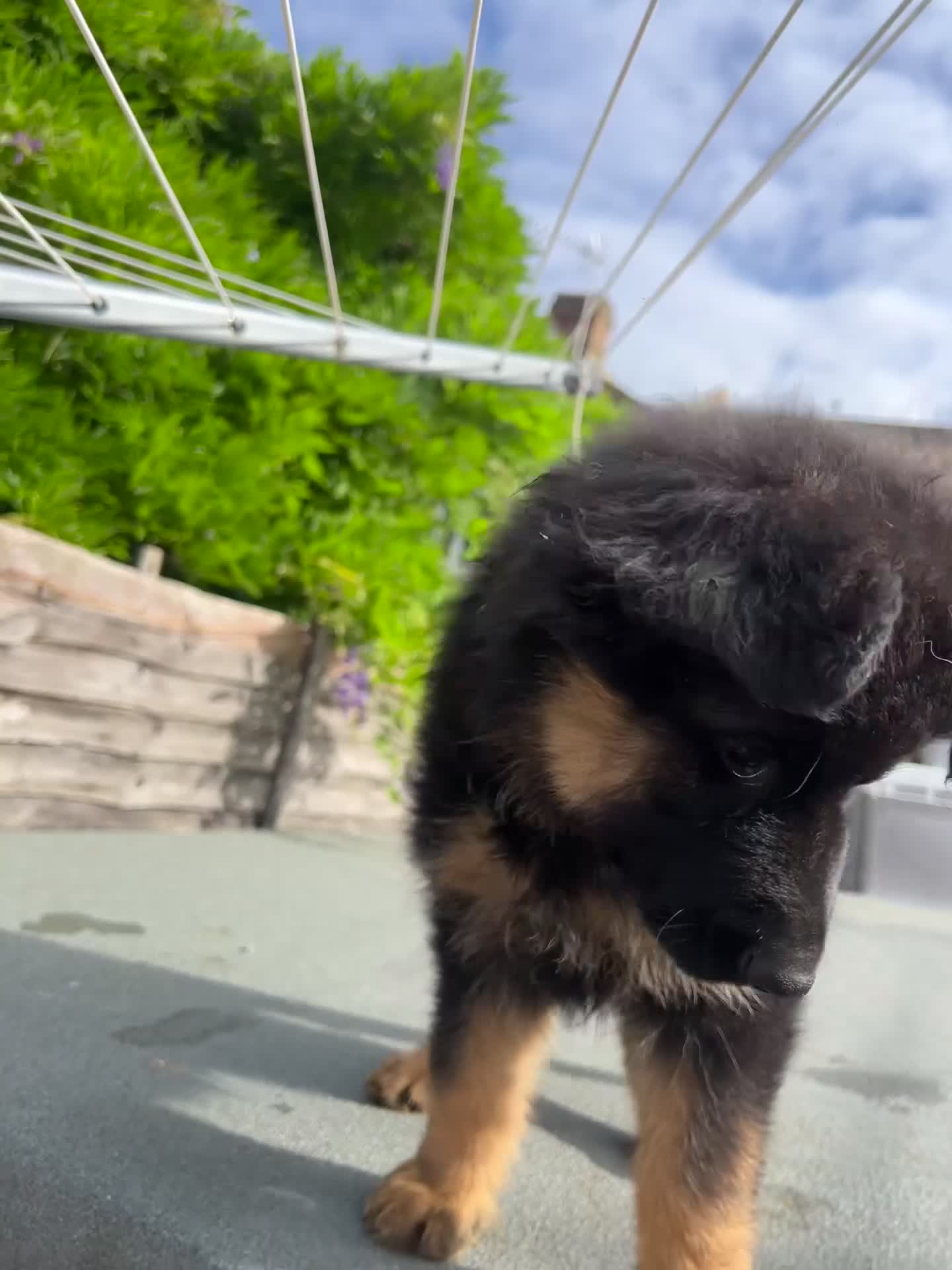 German Shepherd dogs for sale: Geman shepherd puppy  - Video 1