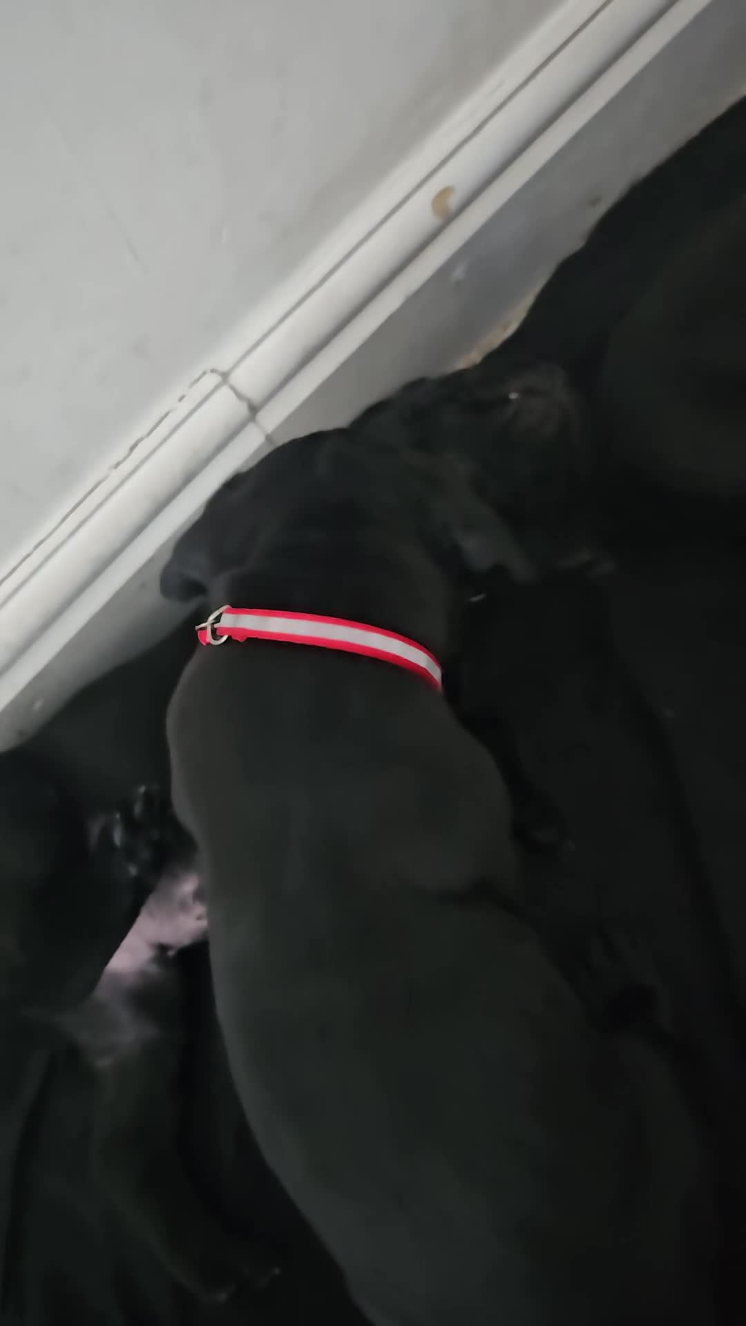 Cane Corso dogs for sale: Panther cane corso  - Video 5