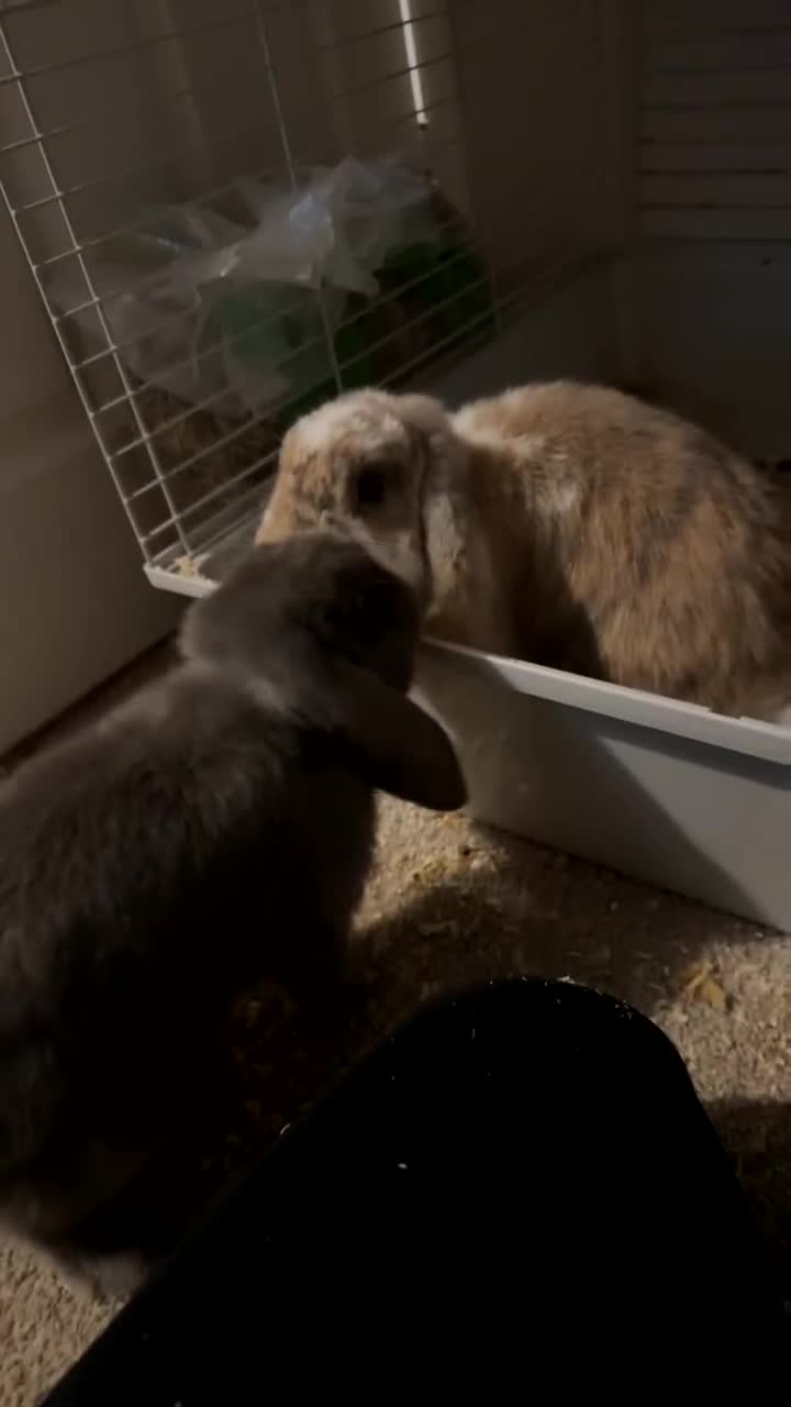 Mini Lop rabbits for sale: 2 Mini lops  - Video 1