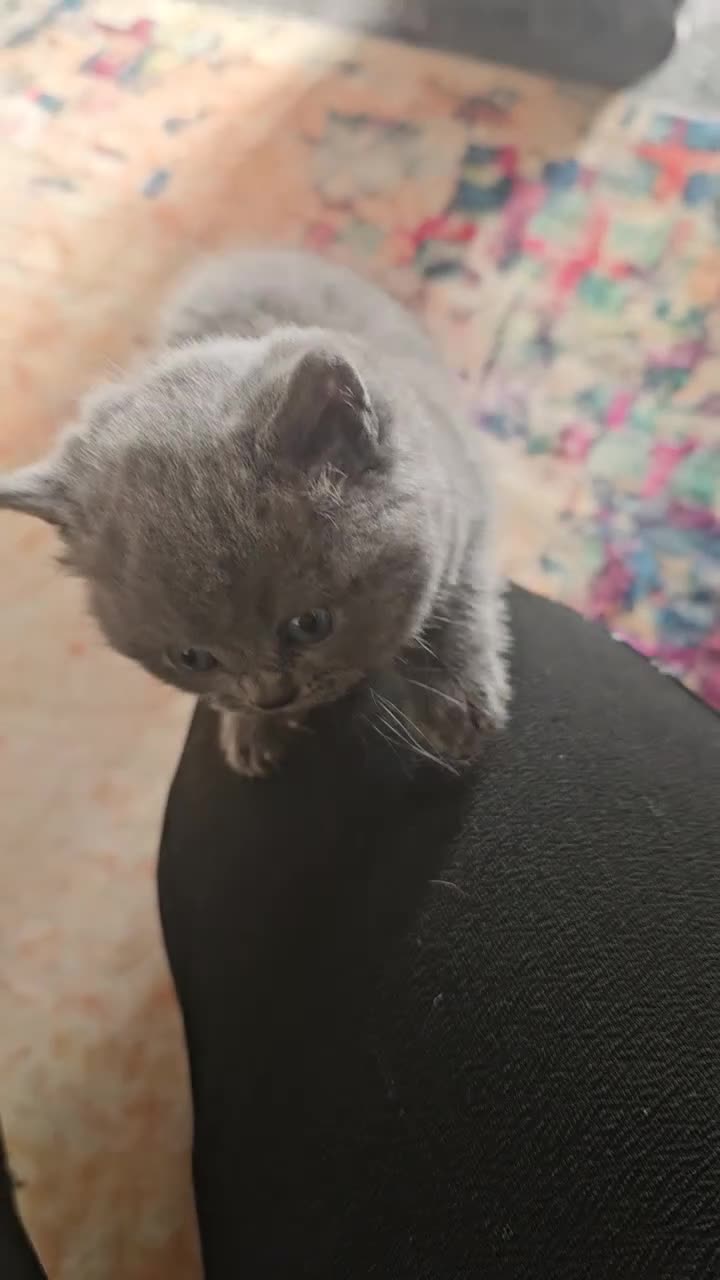 British Shorthair cats for sale: British Shorthair kittens ( pedigree) - Video 2