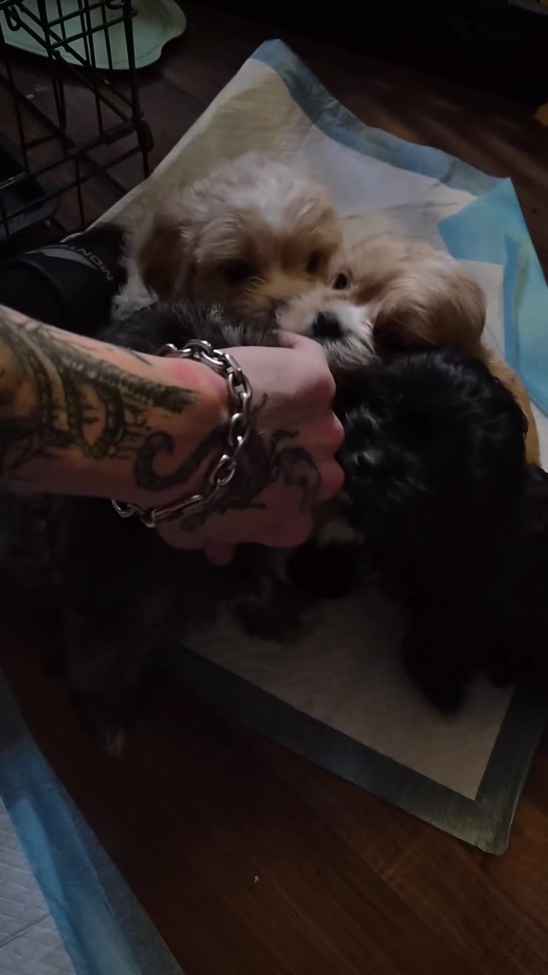 Cava Tzu dogs for sale: Cava Tzu pups - Video 1