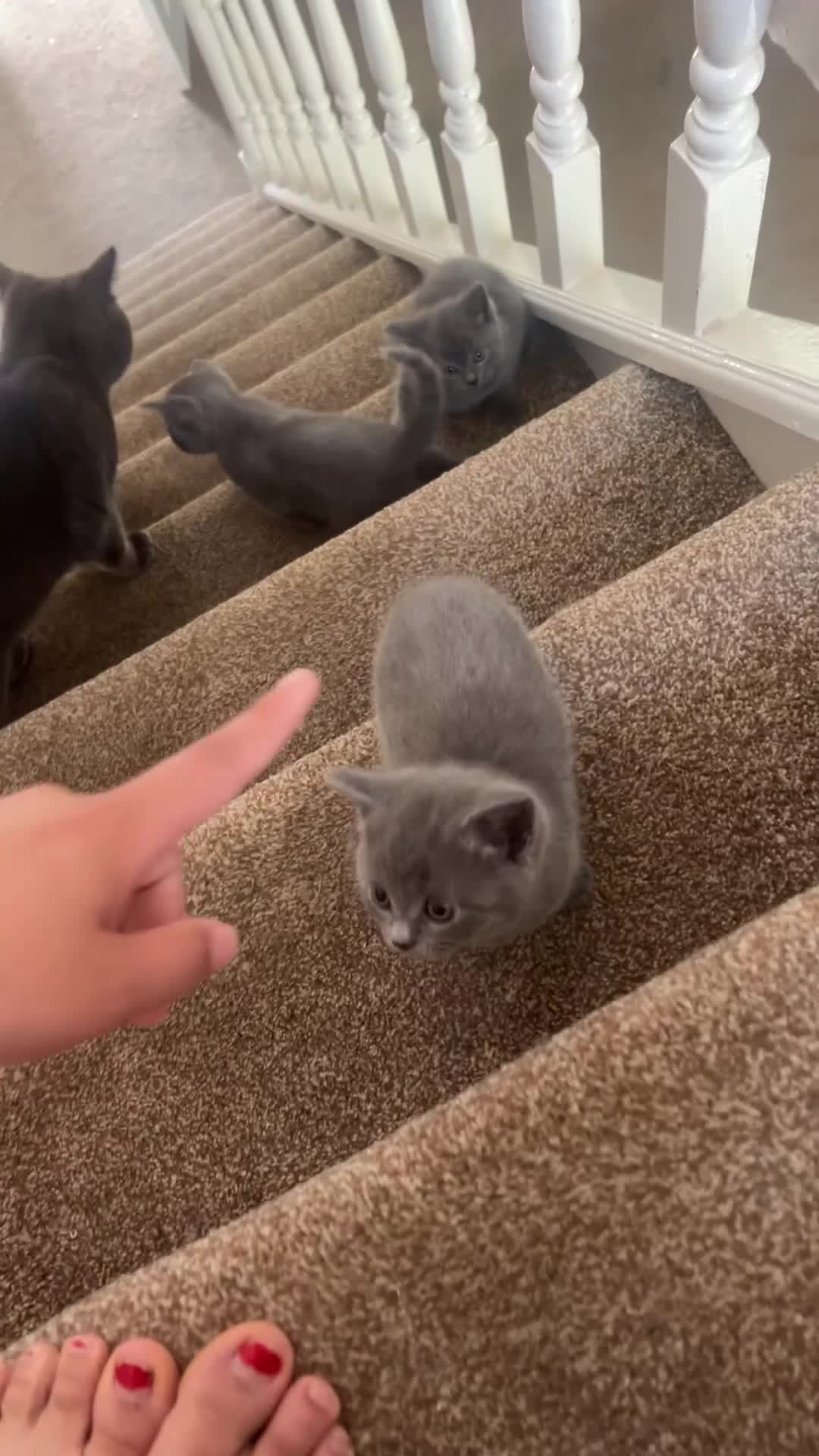 British Shorthair cats for sale: British short hair  - Video 2