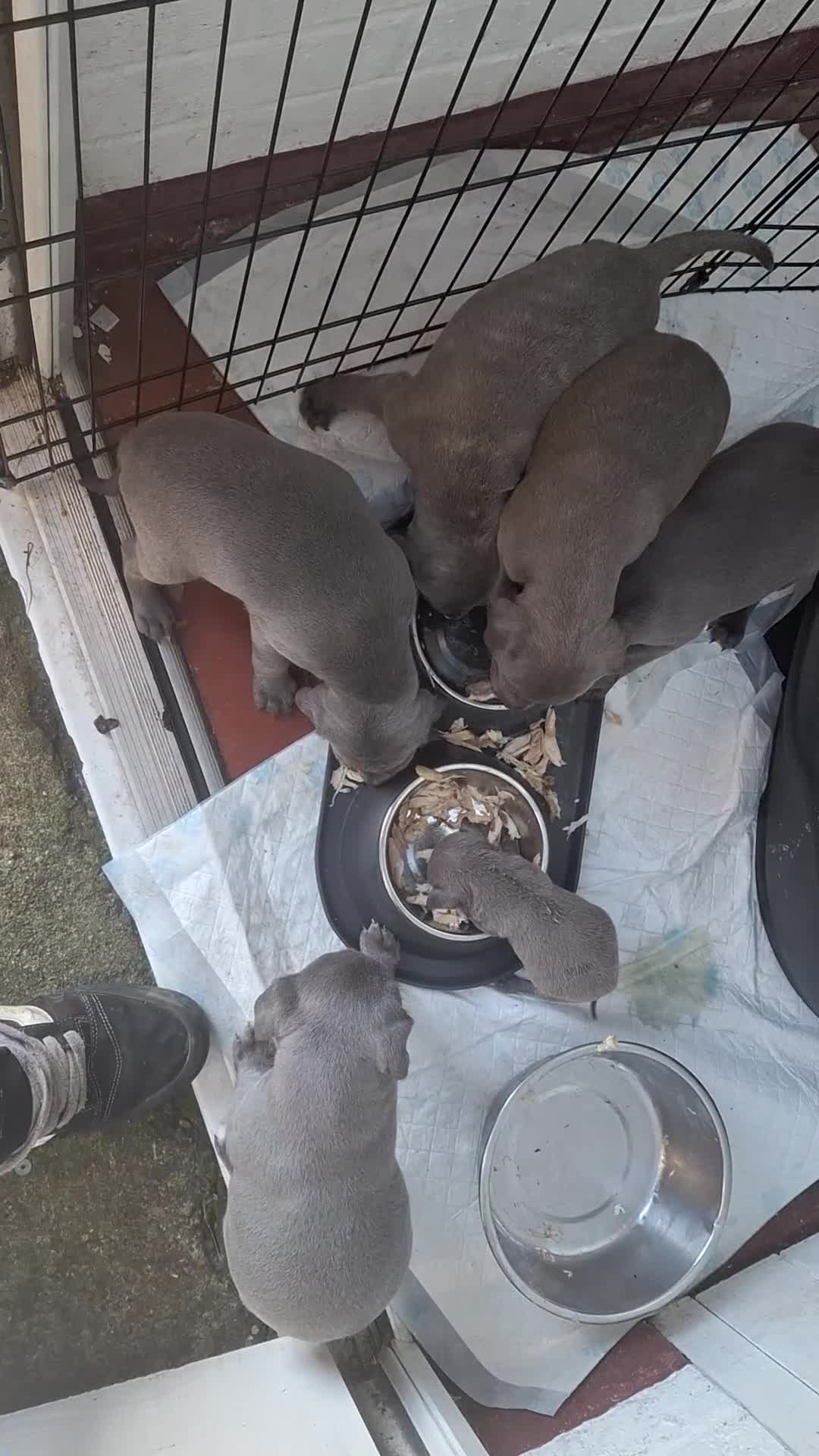 Mixed Breed dogs for sale: Blue staff whippet Cross  - Video 1