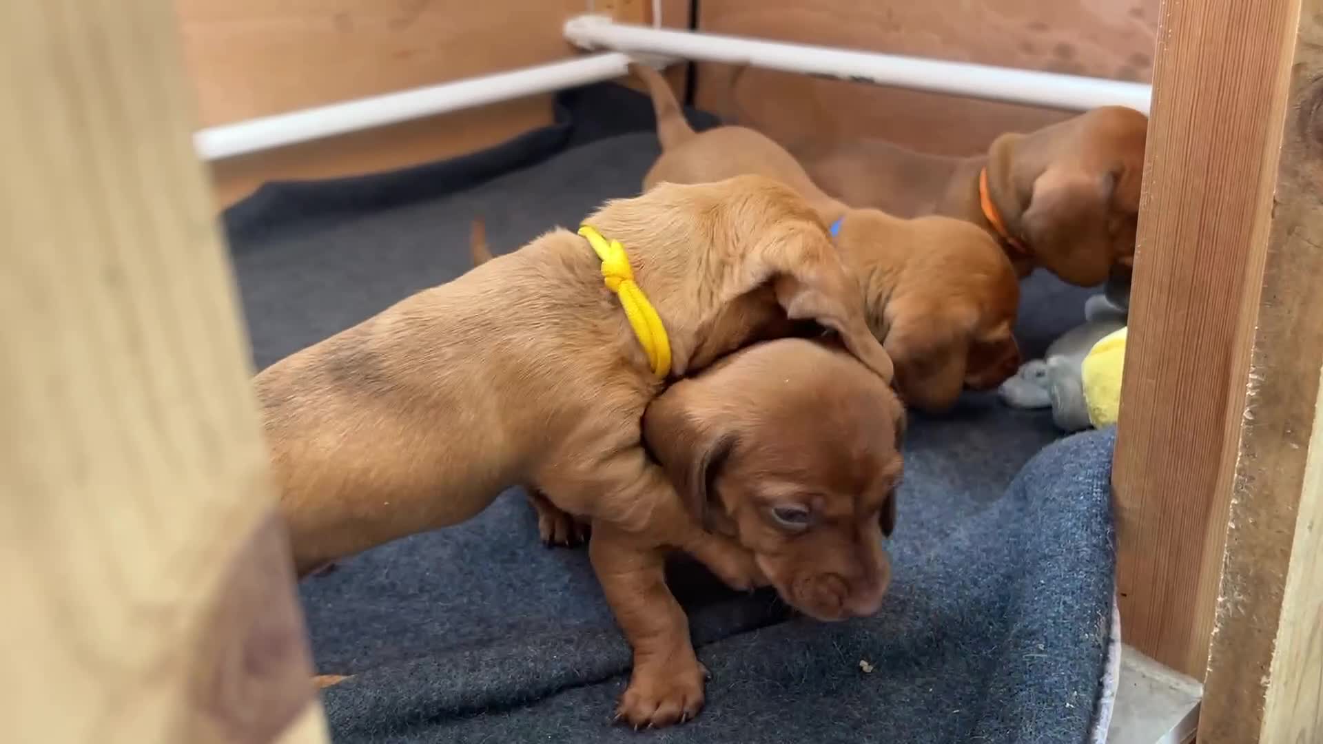 Miniature Dachshund dogs for sale: Miniature dachshund puppies - Ready Now!   - Video 3