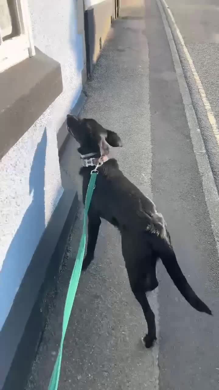 Mixed Breed dogs for sale: 10 month old puppy looking for new home.  in Launceston - Video 3