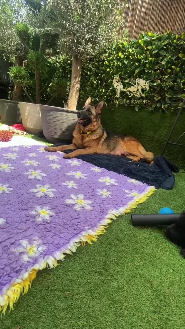 German Shepherd dogs for sale: Beautiful Gsd,Puppies  - Video 3