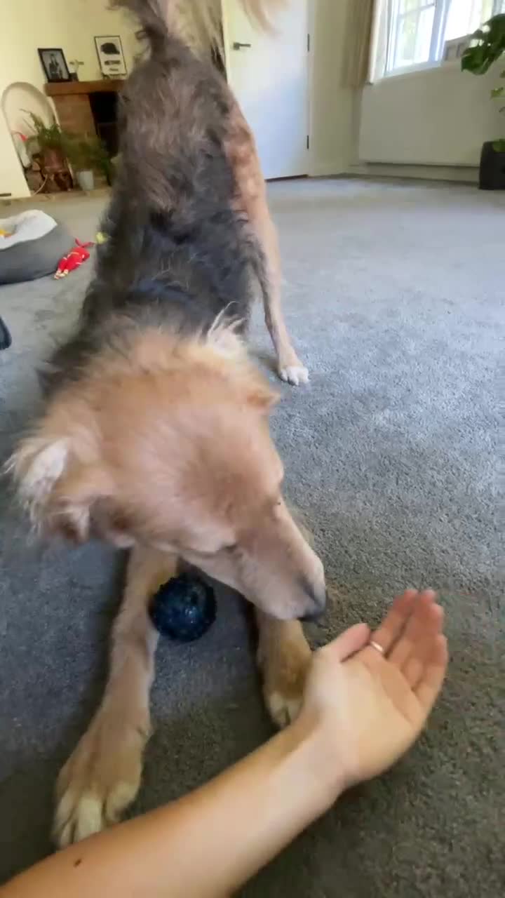 Mixed Breed dogs for adoption: Sweet Nathan looking for LOVE - Video 2