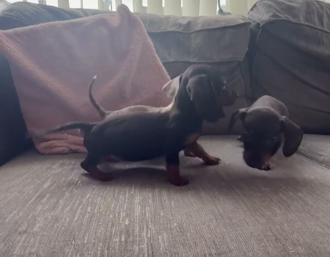 Miniature Dachshund dogs for sale: 2 pups left!  🐾 KC Miniature Dachshund Puppies 🐾 - Video 2