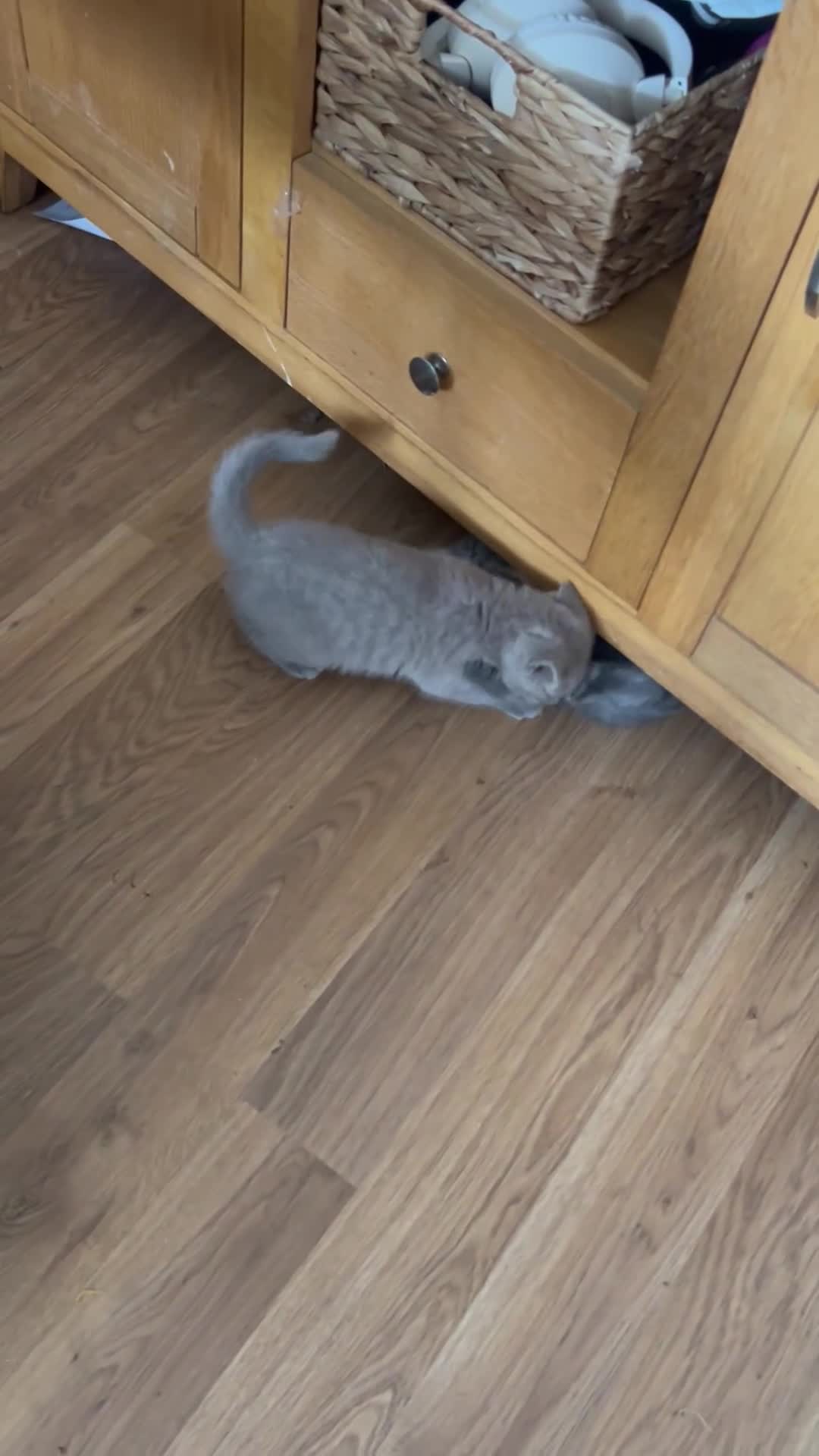 British Shorthair cats for sale: 🏆CHAMPION BLOODLINES🏆blue British shorthair. - Video 2