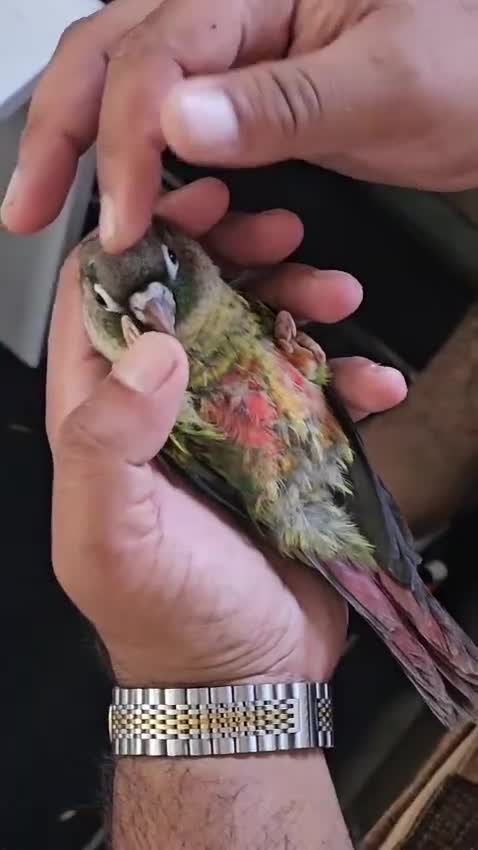 Conures birds for sale: Green cheek conure - Video 1