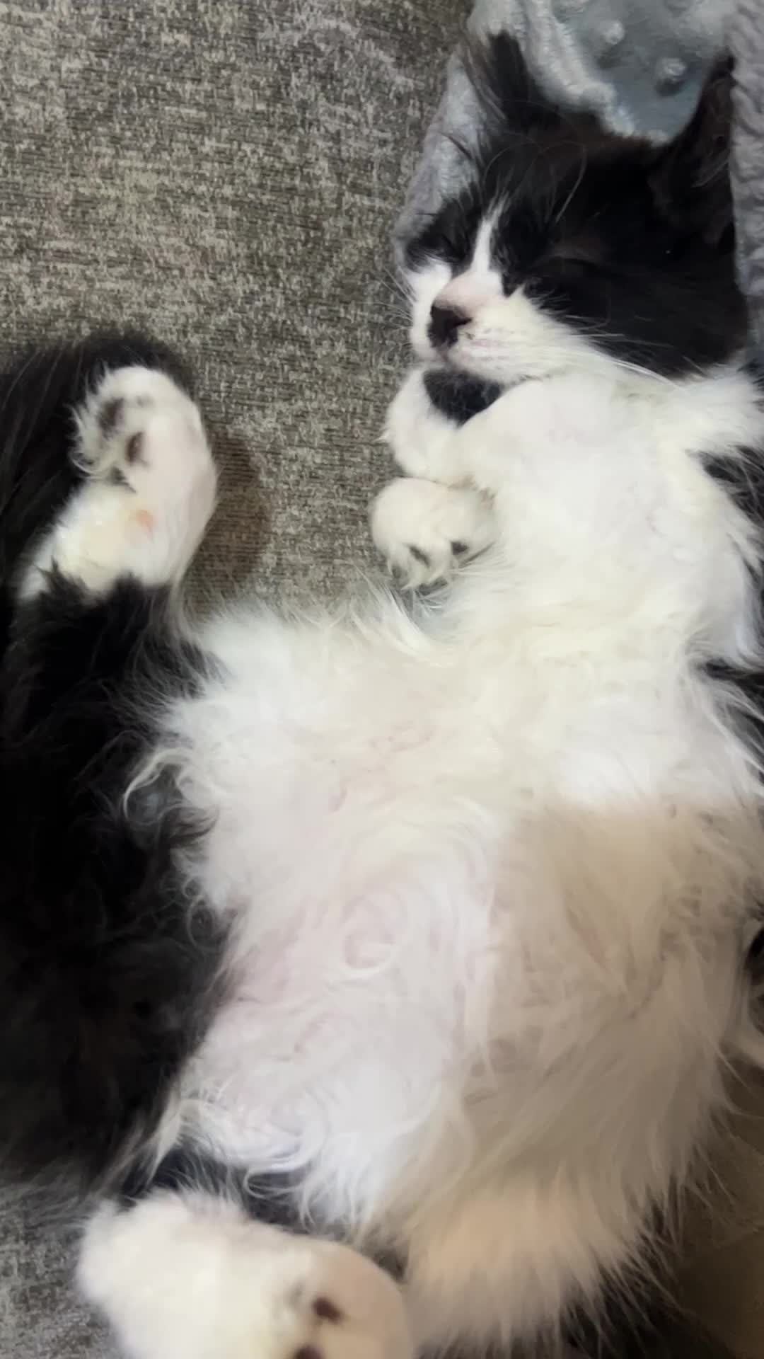 Mixed Breed cats for sale: 1 girl kittens, 1 boy cat  - Video 1