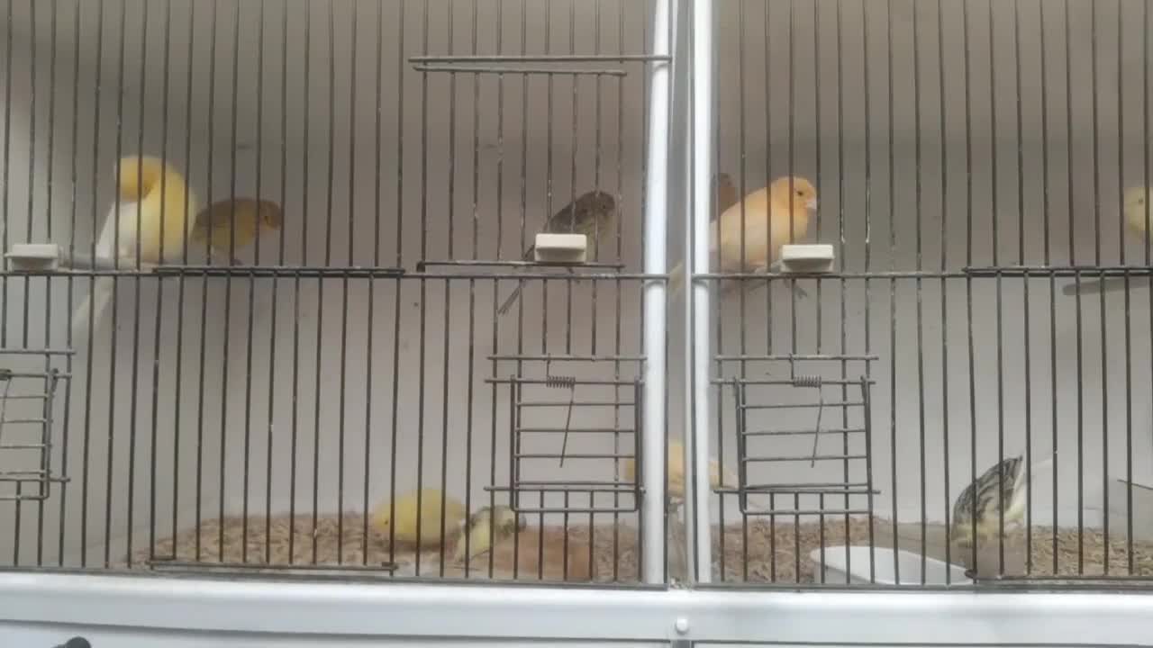 Finches birds for sale: This years goldfinch mules - Video 1