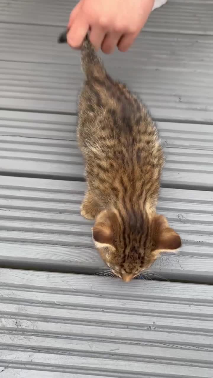Mixed Breed cats for sale: Beautiful kittens for sale  in Nottingham - Video 2