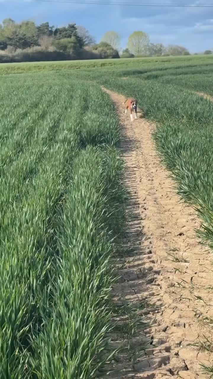 Boxer dogs for sale: Hank! in London - Video 4