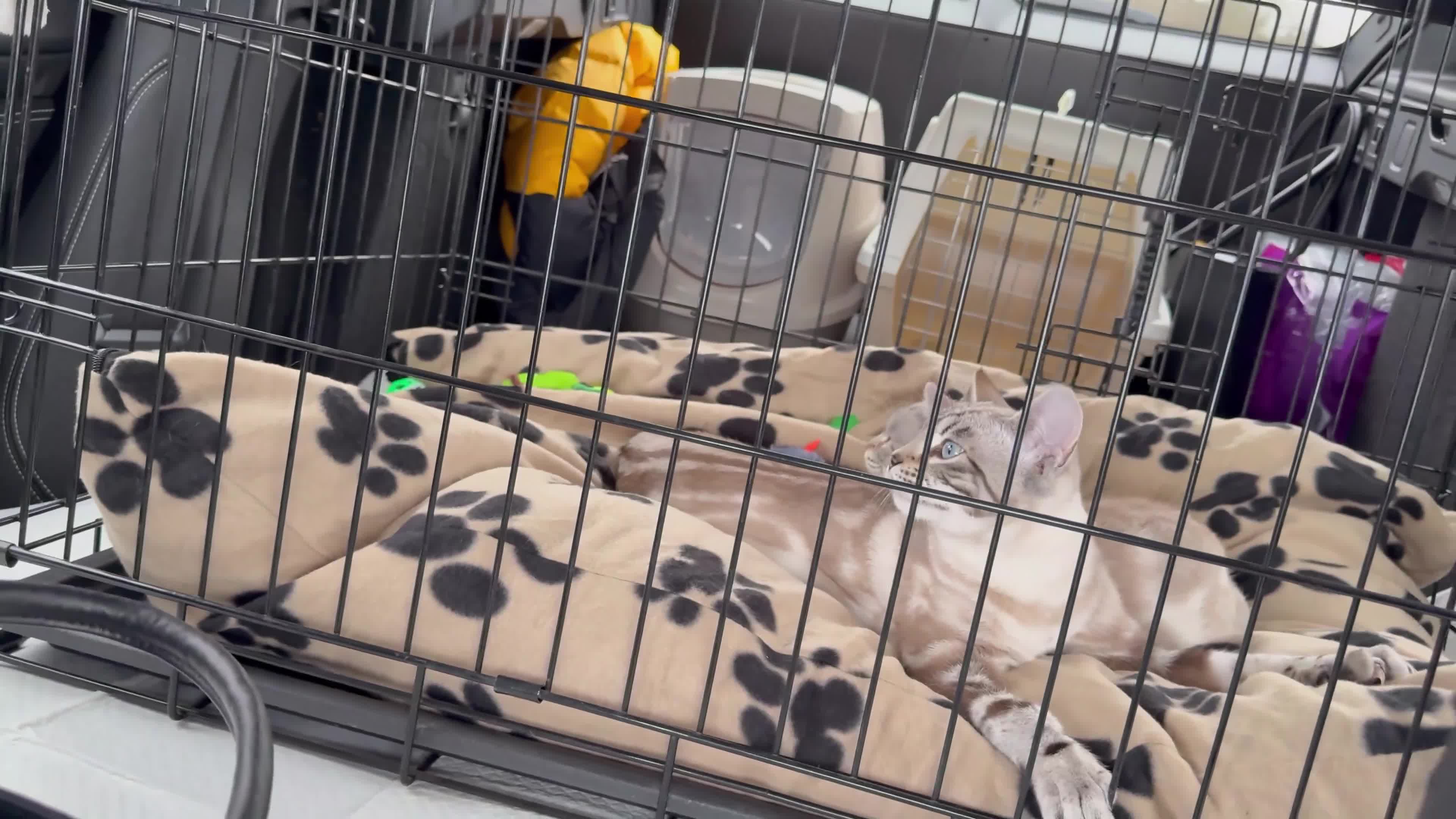 Bengal cats for sale: Buzz and Woody - Video 1