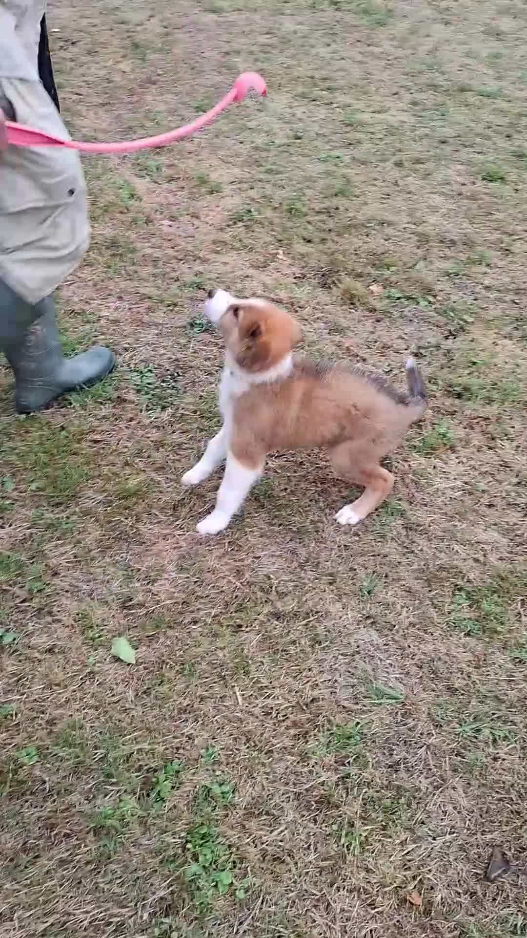Border Collie dogs for sale: Reduced LAST  BOY LOOKING FOR HOME🌟 - Video 1