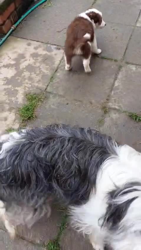 Bearded Collie dogs for sale: Red beardie collie pups  - Video 1