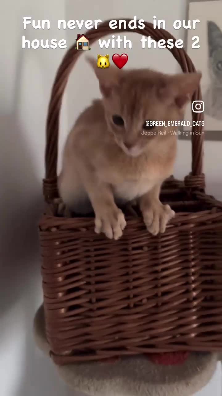 Abyssinian cats for sale: Pure pedigree fawn Abyssinian kittens 🐱  - Video 4