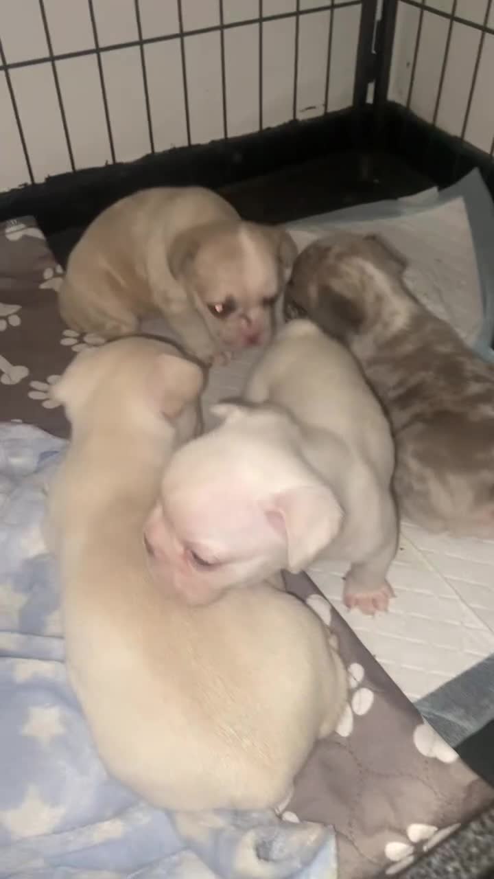 French Bulldog dogs for sale: 11- week old - Last pup left 🐾 ❤️  - Video 4