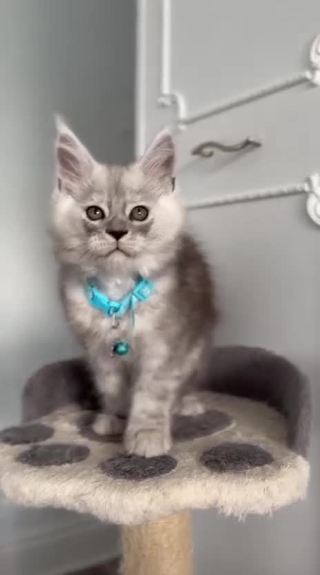 Maine Coon cats for sale: Stunning TICA MaineCoon Kittens 🩵 - Video 1