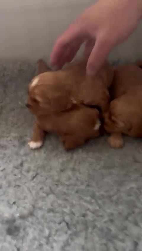 Cavapoo dogs for sale: 🌟Stunning Teddy Bear Cavapoo-Full HealthCheck- 🌟 in Warrington - Video 1