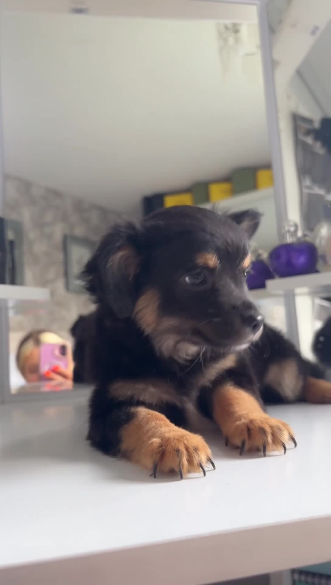 Chihuahua dogs for sale: Chihuahua x Italian volpino (5 puppies left ) 🏆 - Video 4