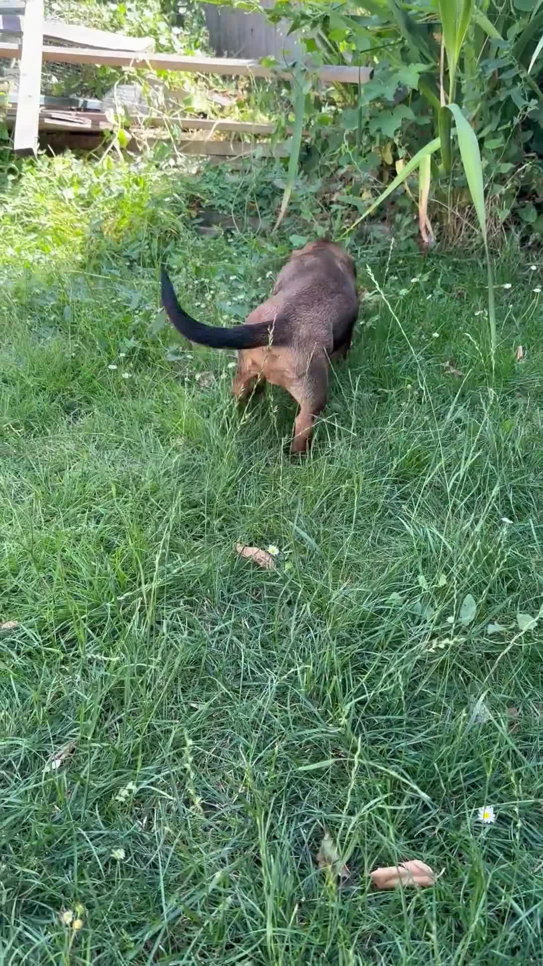 Dachshund dogs for sale: Wire haired & smooth recessives dachshunds - Video 5