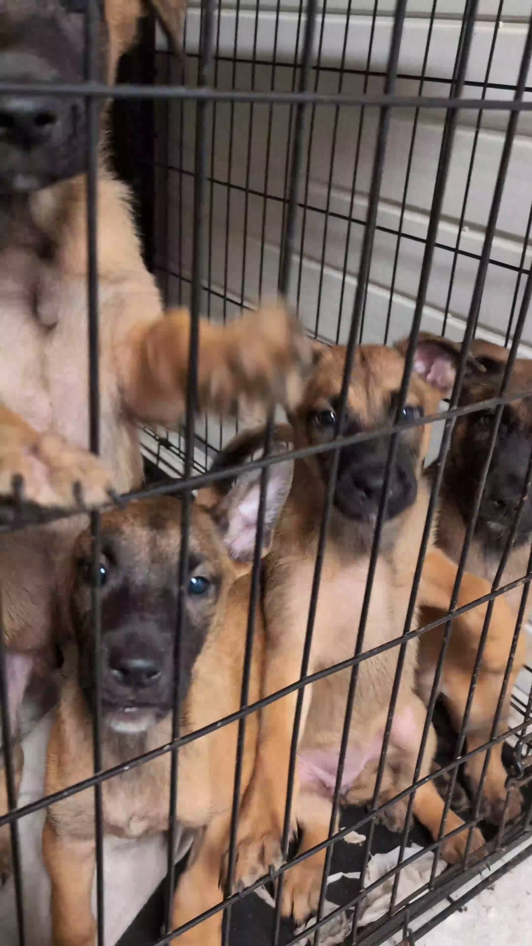 Belgian Shepherd Dog dogs for sale: Belgian malinois puppy's  - Video 2