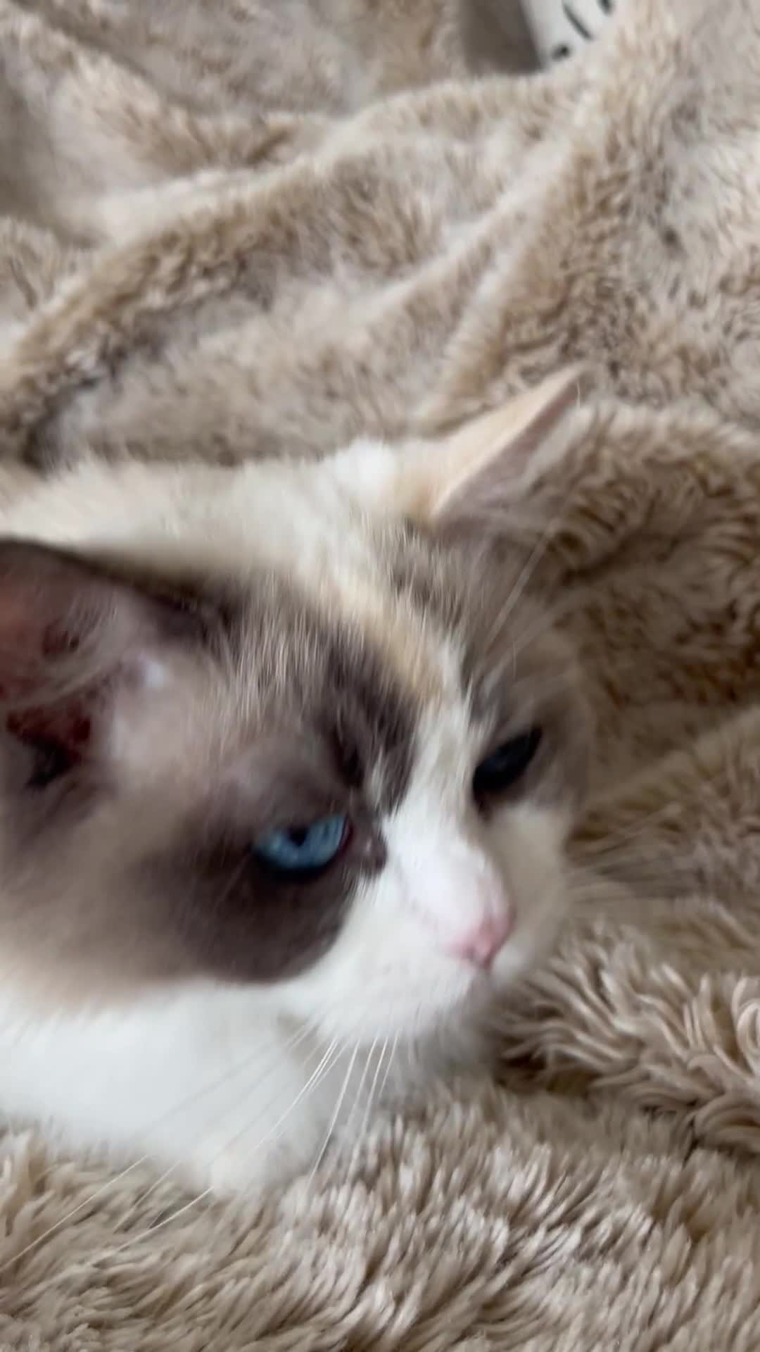 Ragdoll cats for sale: GCCF Registered Female Adult Ragdoll - Spayed - Video 1